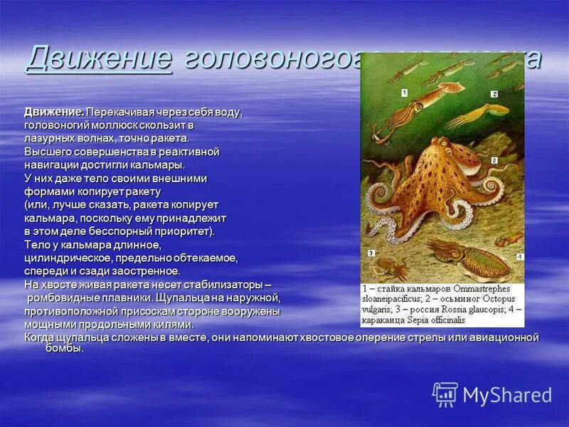 Строение головоногих моллюсков 7 класс. Дыхательная система головоногих моллюсков. Представитель класса моллюсков головоногих. Класс головоногие моллюски нервная система. Осьминог наутилус кальмар представители класса головоногие.