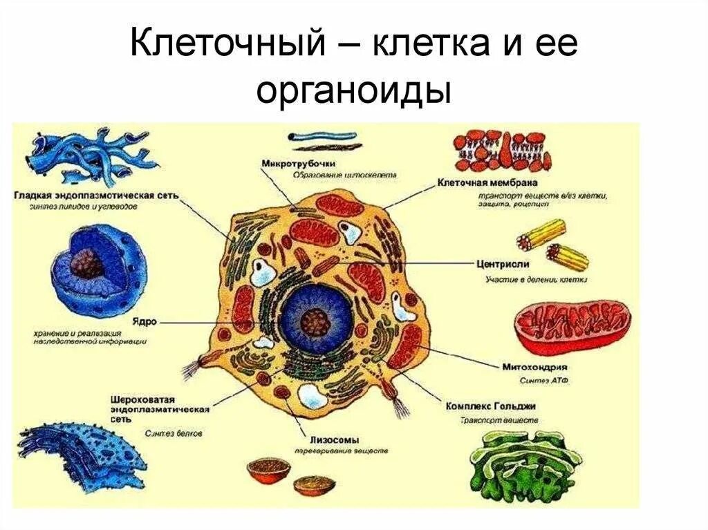 Организм животного состоит из клеток. Клетка и клеточные органеллы. Клетка органоиды клетки строение и функции клетки. Органоиды клетки 10 класс биология. Органоиды и структура клетки животной.