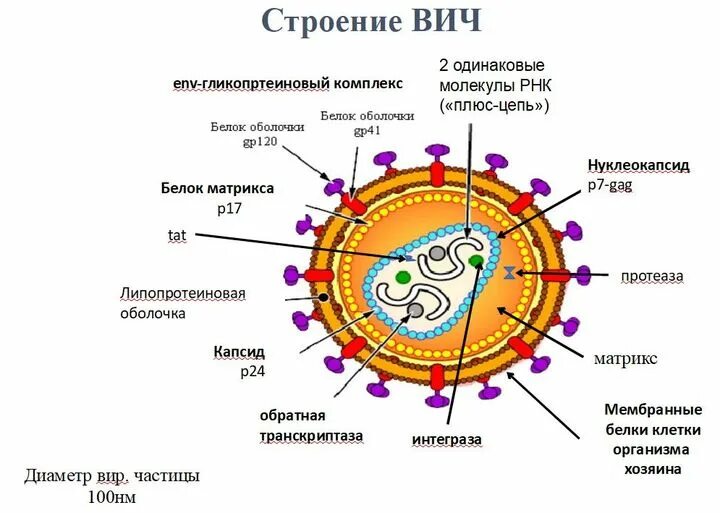 Строение вич. ВИЧ структура вириона. Схема строения вируса иммунодефицита человека. Строение вируса ВИЧ инфекции. Структура вируса СПИД.