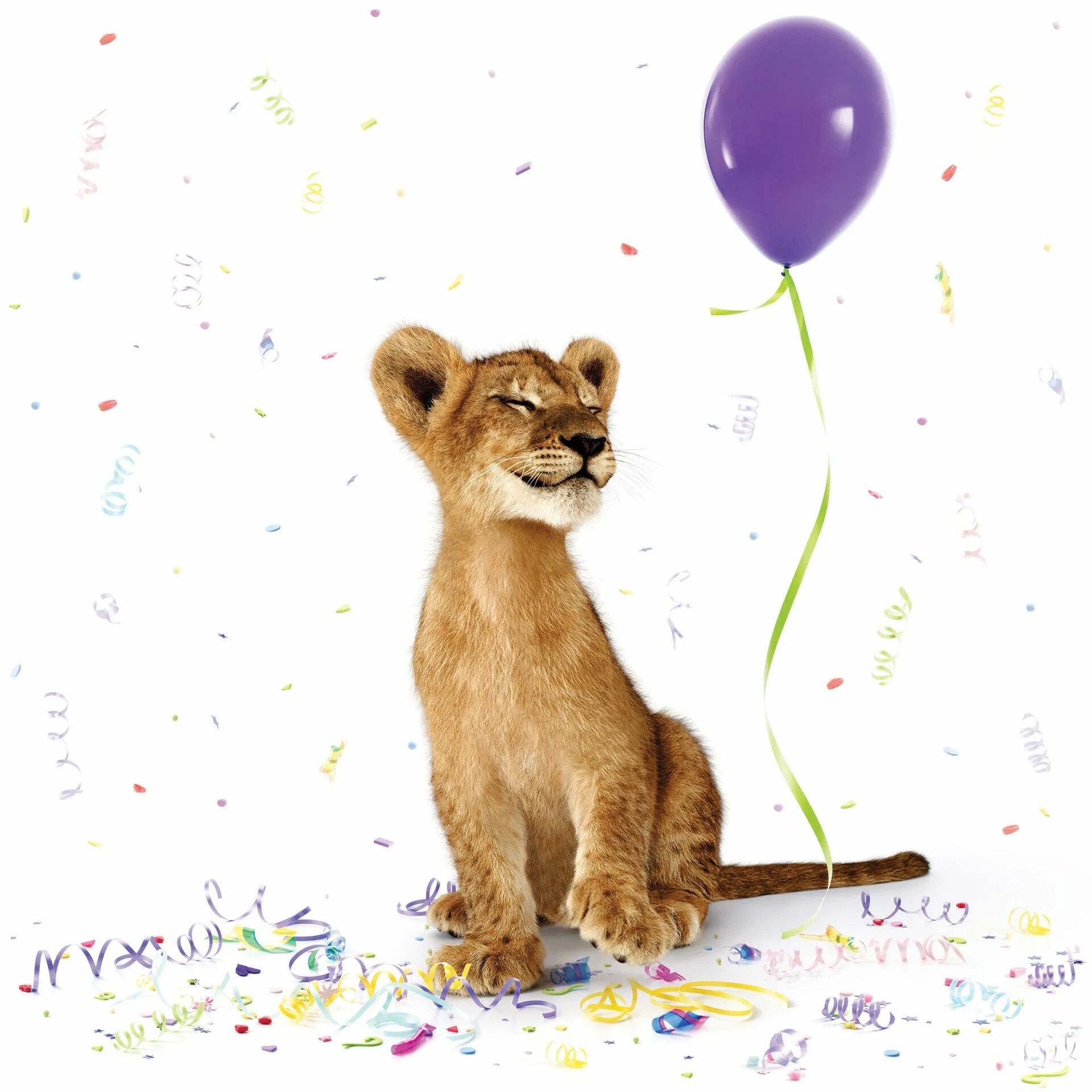 Открытки с днем рождения левы. День рождения львенка. С днем рождения львица. Львенок открытка. Открытки Львенок с днем рождения.
