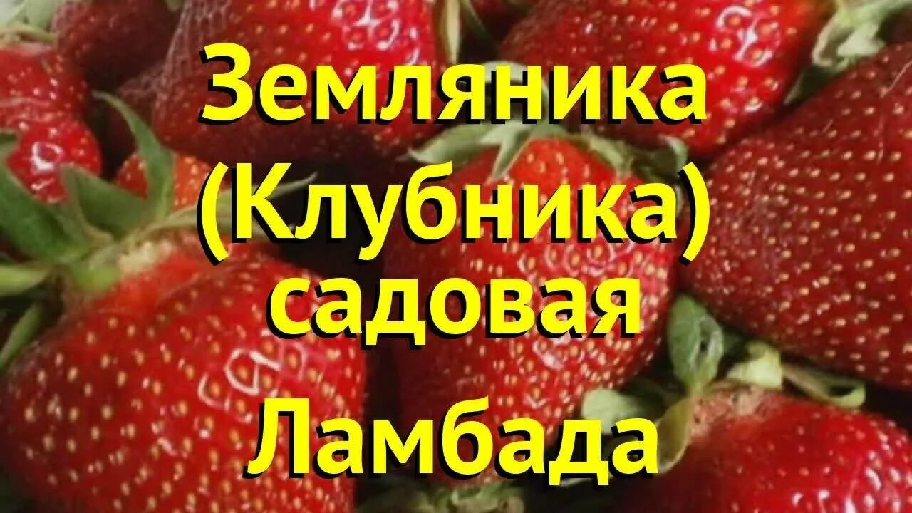 Ламбада описание сорта. Земляника садовая lambada. сорт клубники ламбада. земляника садовая ламбада. клубника ламбада описание.