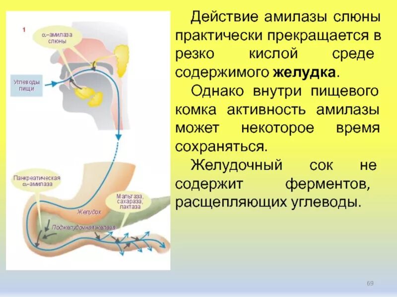 Активность Альфа амилазы в слюне. Амилаза слюны и панкреатическая амилаза. Расщепление углеводов в желудке. Амилаза слюны PH.