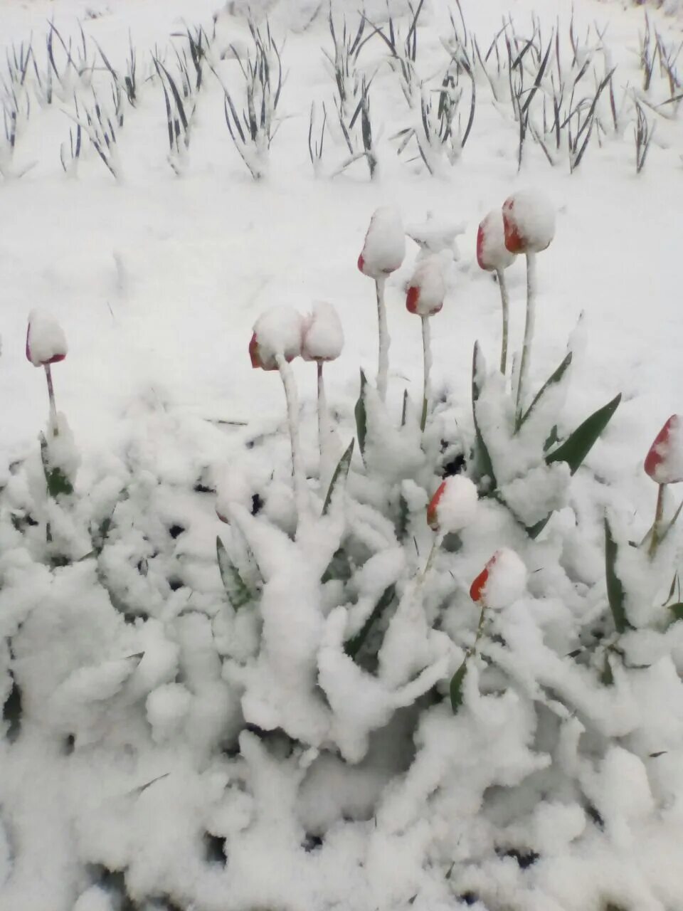 Где прячется снег. Тюльпаны под снегом. Снег в мае. Тюльпаны в снегу. Снег в начале мая.