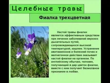 Фиалка трехцветная лечебные свойства и применение