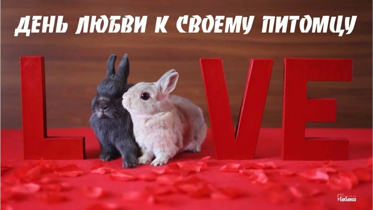 День любви к питомцу. День любви к своему питомцу. 20 Февраля день любви к пи омцу. День любви к своему питомцу 20 февраля. День любви к своему питомцу 20 февраля картинки.