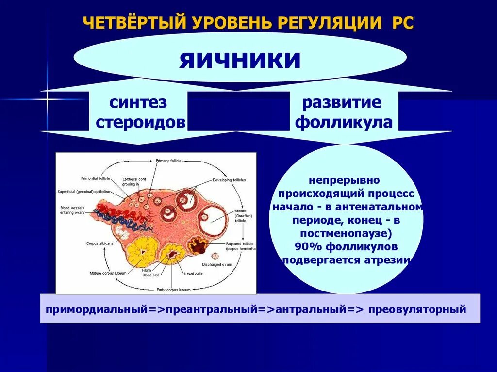 Что вырабатывают яичники. Регуляция яичников. Уровни регуляции репродуктивной системы. Процессы происходящие в яичниках. Четвертый уровень регуляции.