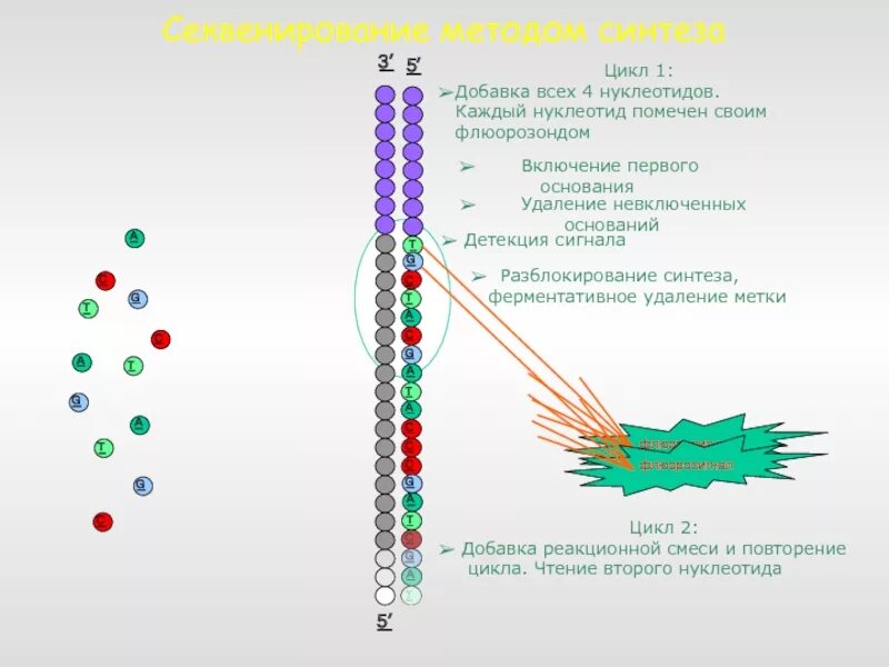 Метод секвенирования днк. Секвенирование. Секвенирование метод в биологии. Секвенирование метод исследования. Секвенирование суть метода.