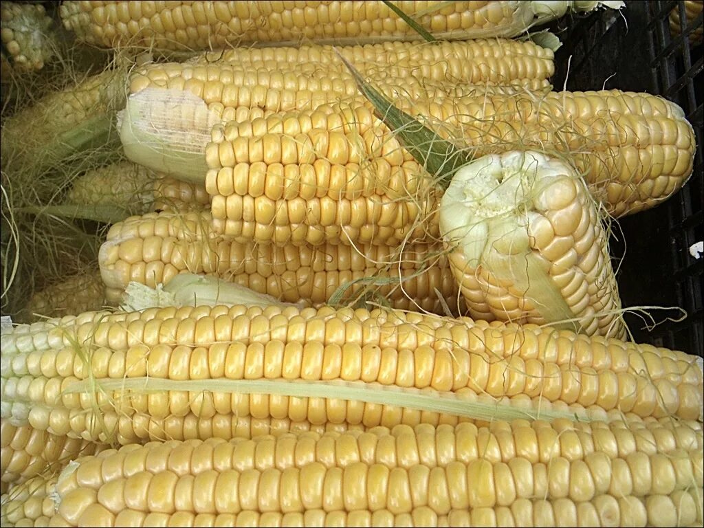 Фао кукурузы. Позднеспелая кукуруза сорта. гибриды кукурузы.