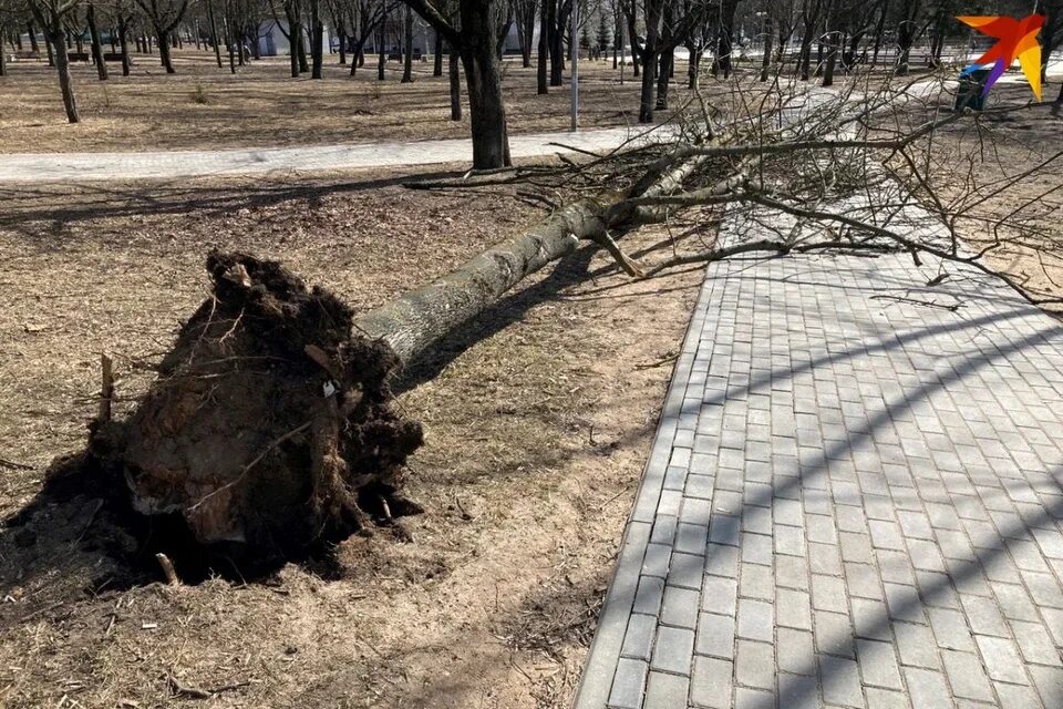 Упавшее дерево. Сильный ветер. Упавшие деревья от ветра. Упавшее дерево в Красном Луче.