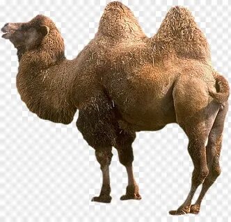 Масштабтауы бар түйе табанының суреті