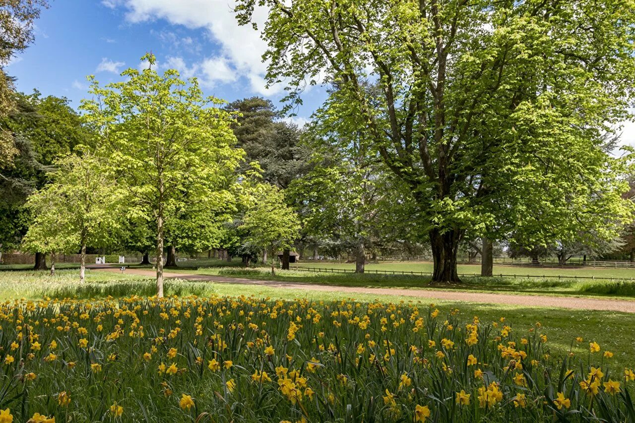 Uk parks. Деревья в городе. Парк деревья летом. Деревья в парке. Деревья парк город.