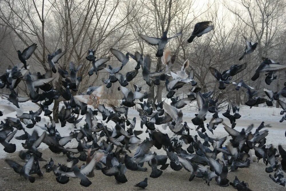 Стая голубей. Много голубей. Стайка голубей. Армия птиц.