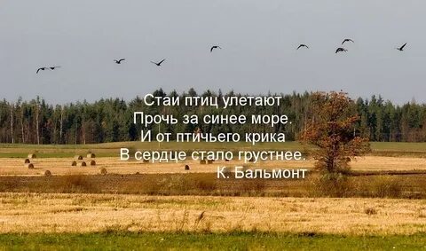 Минусовка песни птицы улетели