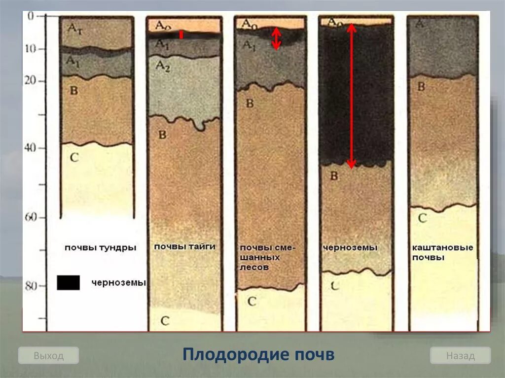 Тундровые почвы схема. Почвенный профиль 3 слоя. Почвенный профиль почв тайги. Строение профиля тундровых почв. Плодородие почв при движении к полюсам