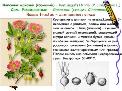 Чем отличается шиповник