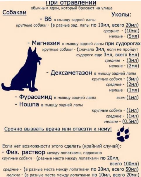 При отравлении собаки. Уколы при отравлении собаки. Первая помощь при отравлении собаки. В6 при отравлении собак. Как давать уголь собаке