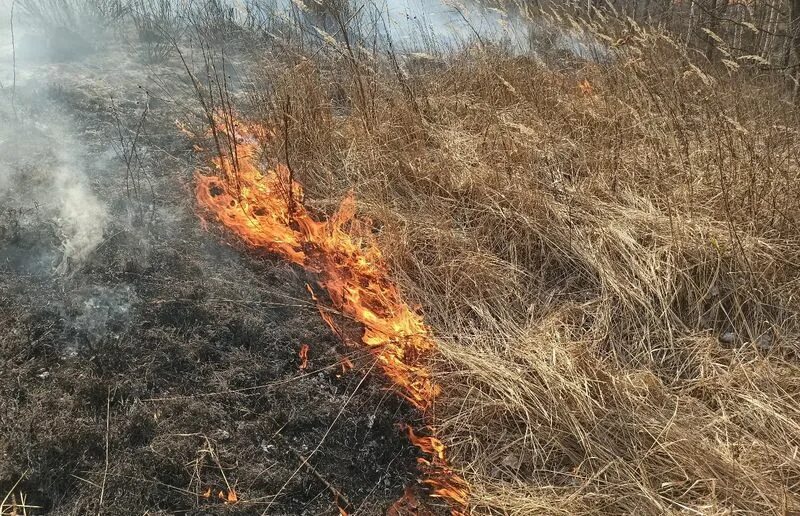 Сухая трава огонь. Самовозгорание сухой травы. Небольшой пожар. Самовозгорание в лесу. Сухое горение