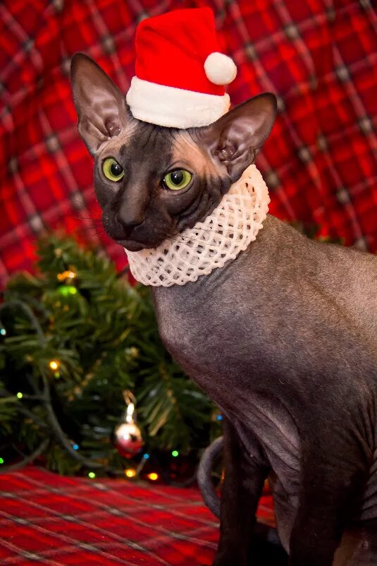 сфинкс в новогоднем костюме. сфинкс новый год. сфинкс с новым годом. новогодний лысый кот. новогодний лысый кот.