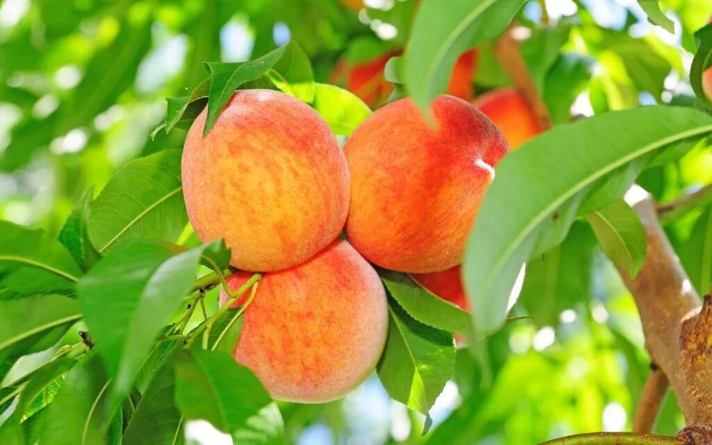 Сколько плодоносит персик. Персик дерево. Персиковое дерево материал. Персик дерево фото. Как растет нектарин.
