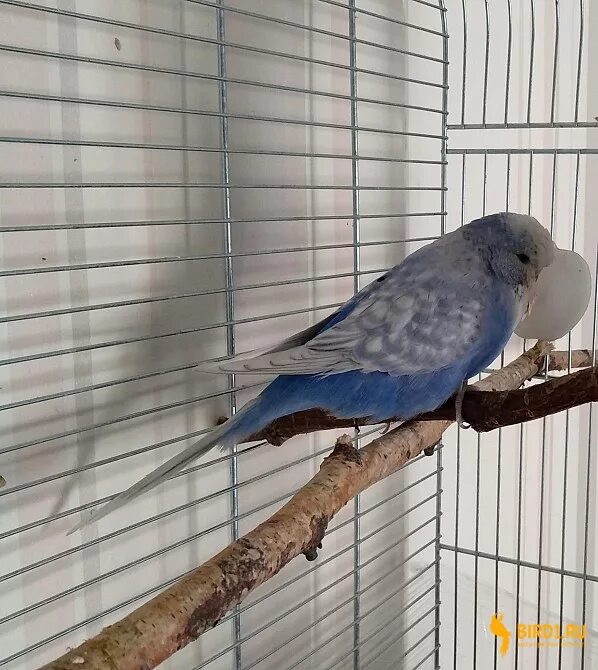 Выставочный попугай чех зеленый. Выставочный попугай чех. Ввп чехи попугаи. Выставка волнистых попугаев ввп. Выставочный волнистый попугай чех.