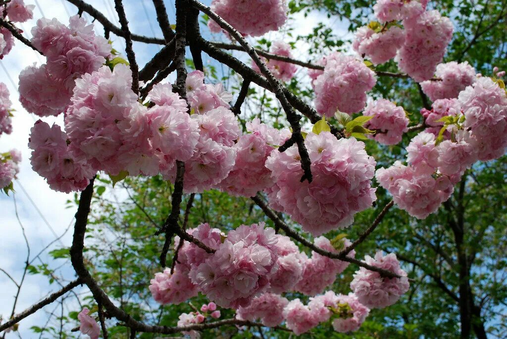 Сакура в подмосковье. Сакура в Ботаническом саду. Сакура цветет. Сакура в августе. Цветущая Сакура в Адыгее.