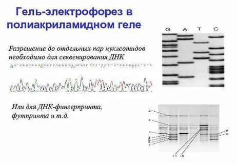 Процесс лежащий в основе секвенирования