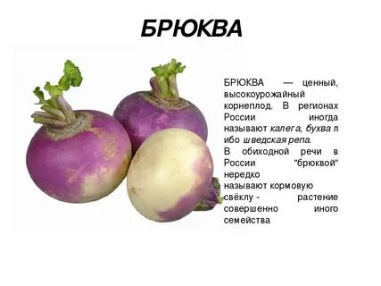 Брюква плод