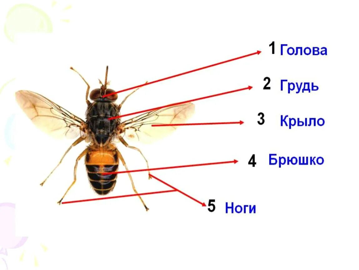 Строение тела класс насекомые. Строение насекомых для дошкольников. строение насекомых для дошкольников карточки. схема строения тела насекомого. внешнее строение насекомого схема.