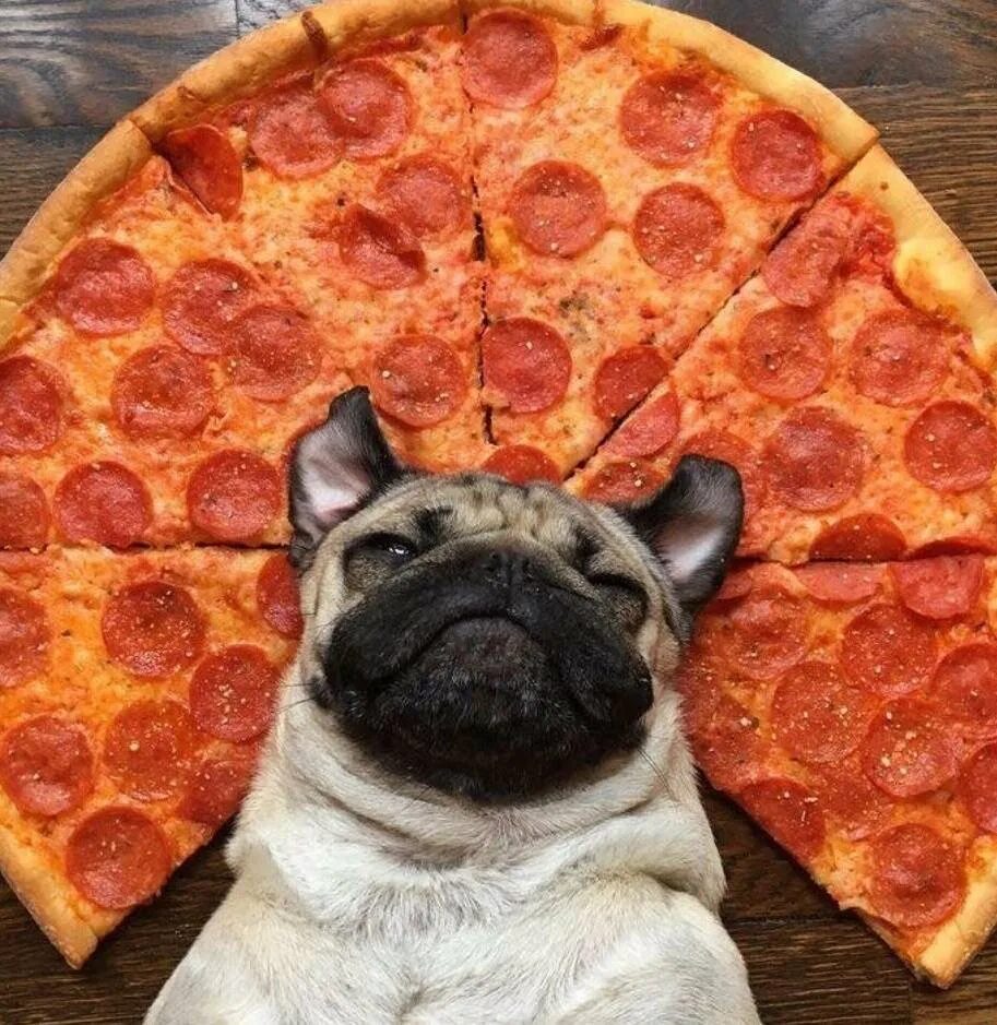 Животные с едой. Смешная пицца. Мопсы с едой. Собака и пицца. Пицца прикол.
