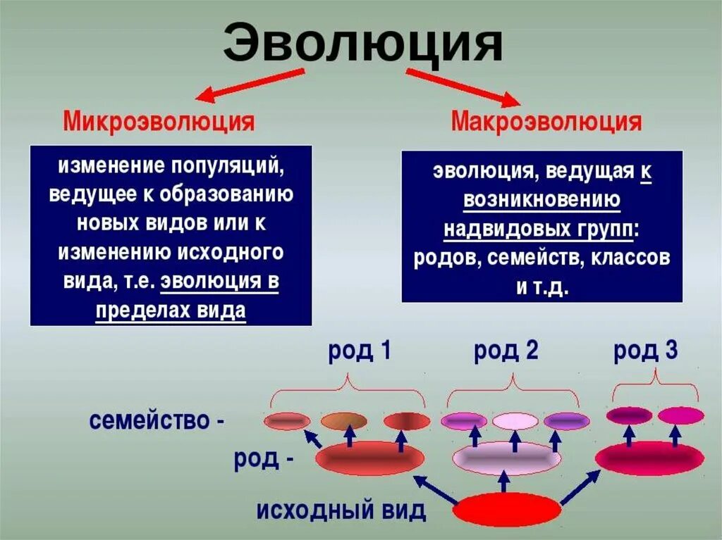 Причины микроэволюции. Микроэволюция и Макроэволюция. Макроэволюция и микроэволю. Микроэволюция это в биологии. Механизмы микроэволюции и макроэволюции.