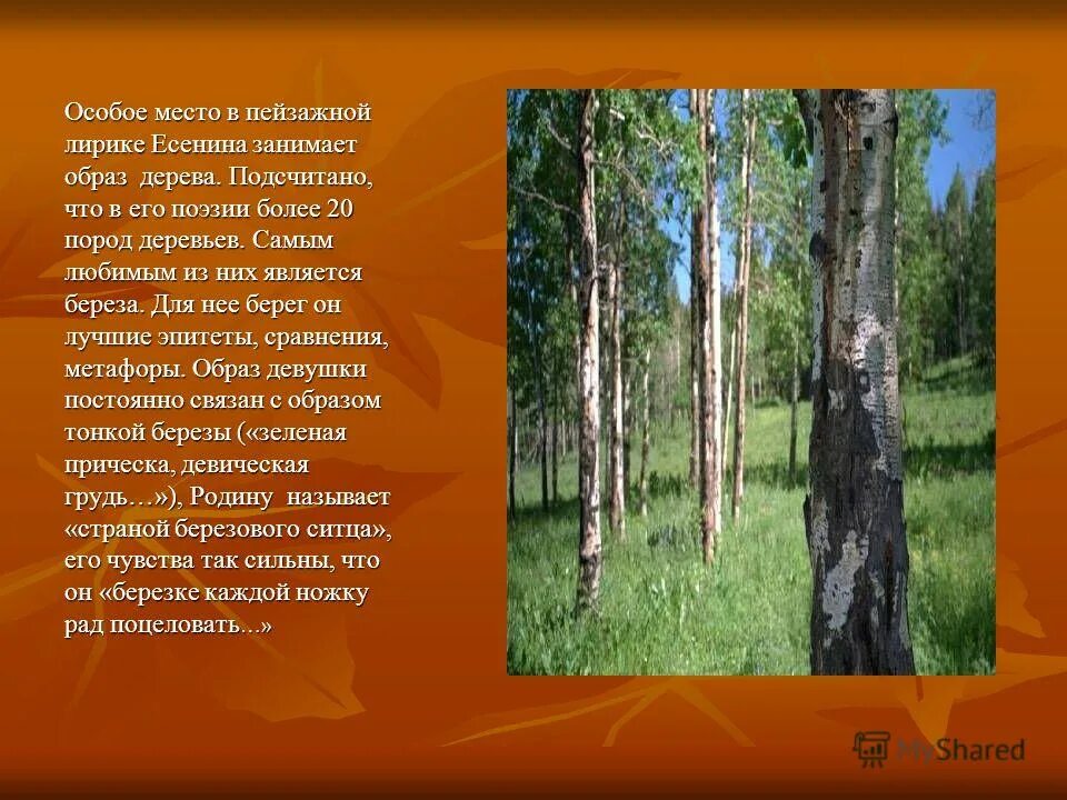 Родная природа в лирике Есенина. Стихотворение Есенина о природе. Поэзия родной природы. Как раскрывается тема родины в стихотворениях есенина