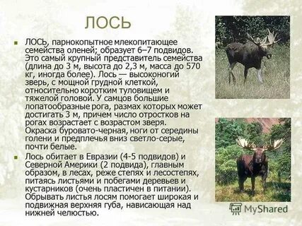 Описание лося 4 класс окружающий мир