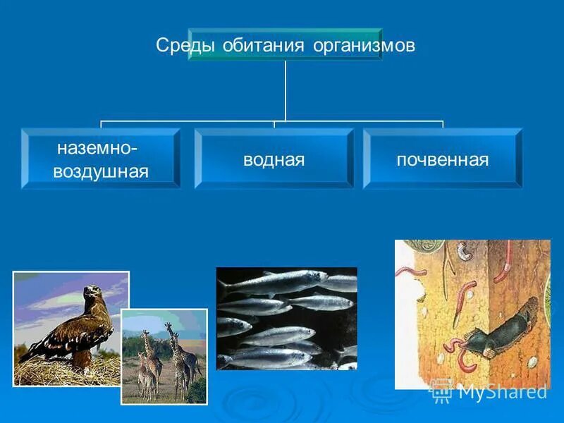 Название живых организмов наземно воздушной