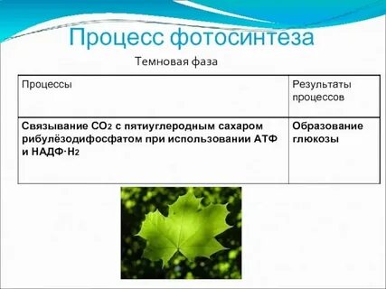 Исходные продукты фотосинтеза