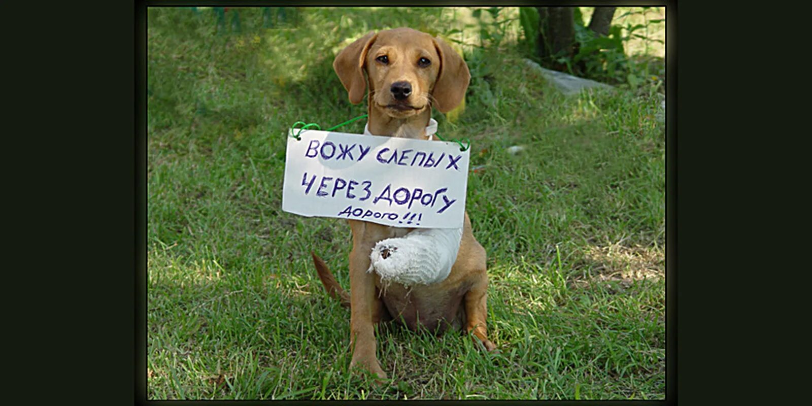 Слепой шутки. Смешные собаки с надписями. Смешные собаки фото с надписями. Надпись собака. Смешные картинки про собак с надписями.