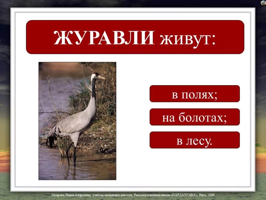 Журавли презентация. Серые журавли гнездятся. Японский журавль амурская область. Даурский журавль красная книга забайкальского края. Сообщение о журавле.