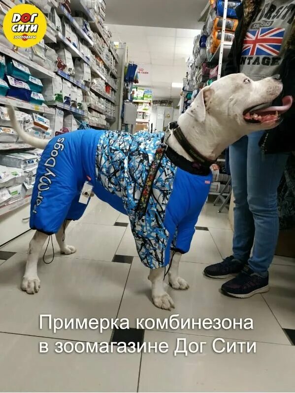 Догсити магазин екатеринбург. Одежда для собак акция дог сити. Дог сити картинки. Bewi dog корм для собак. Дог сити.