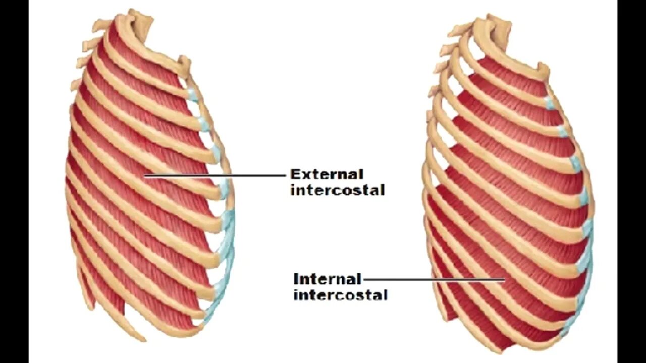 M intercostalis externus. Наружные межреберные мышцы. Внутренние межреберные мышцы. Наружные межреберные мышцы анатомия.