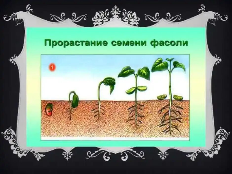 Наблюдение за ростом и развитием фасоли. Дневник наблюдения прорастания семян фасоли. Схема прорастания семян гороха. Дневник наблюдений фасоль. Наблюдение за ростом фасоли.