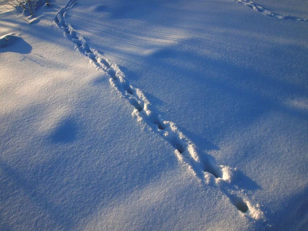 След недели будет. Следы на снегу. Шаги на снегу. Следы. Следы животных на снегу.