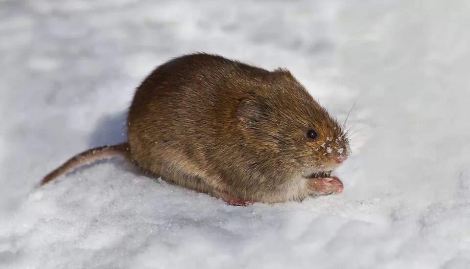 зимняя мышь полевка. норка мыши полевки. мышь в норке. зимовка мышей. зимовка мышей.