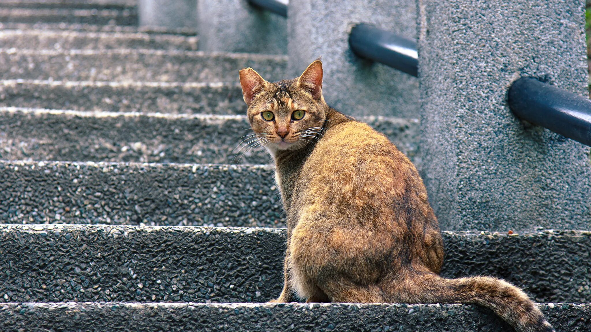 Кот поднимается по лестнице. Кошка сидит. ступеньки для кошек. кошка сидит на улице. кот на ступеньках.