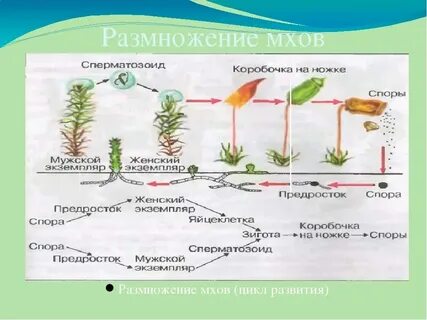 Размножение семенами мхи