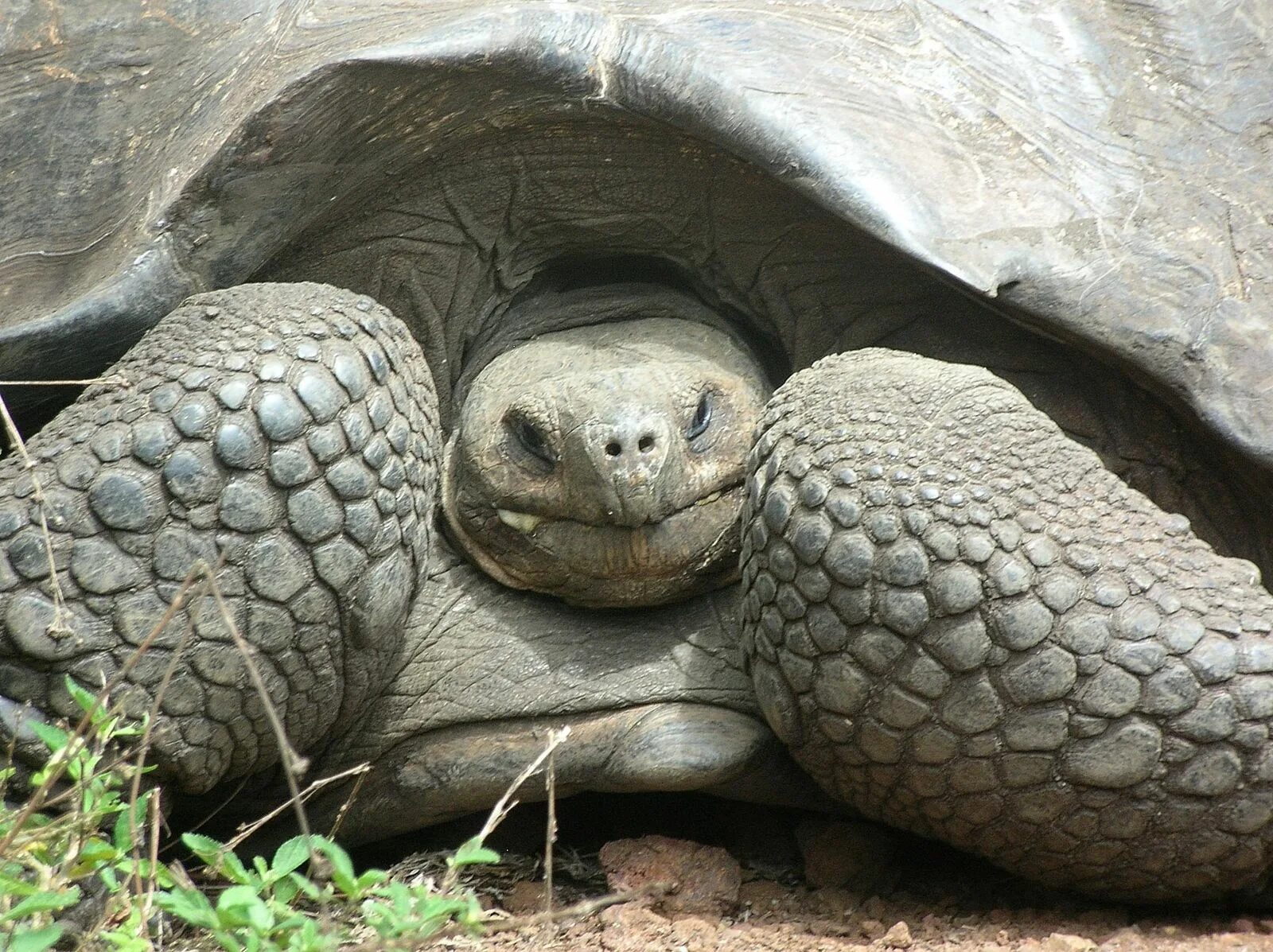 Галапагосская черепаха. Галапагосская черепаха аквадон. Галапагосская черепаха арт. Большая черепаха с клыками. Череп галапагосской черепахи