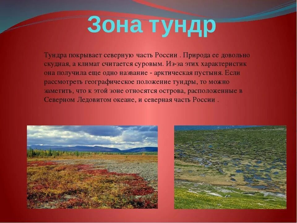 Тундра между природными зонами. Природные зоны России тундра. Тундра природная зона 4 класс. Описание тундры. Сообщение о природных зонах России.