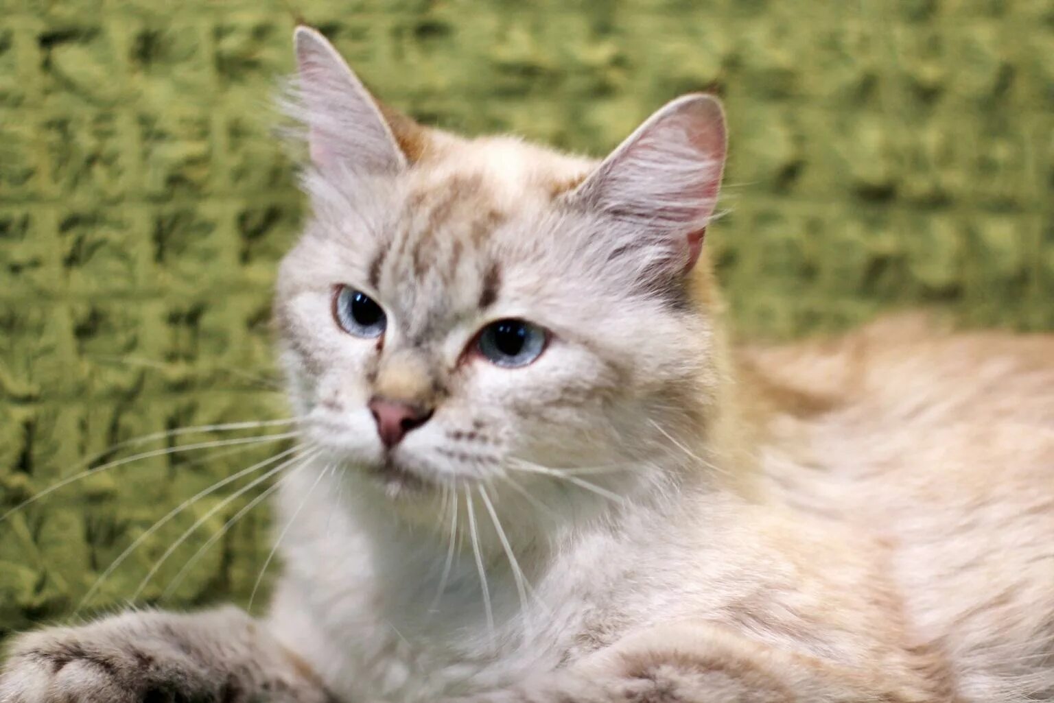Кошечка красавица москвы. Молодая кошка. Ваниль кошка. Котята. Ванильны цвет. Котята. Ванильный с острыми ушами(маленькие).
