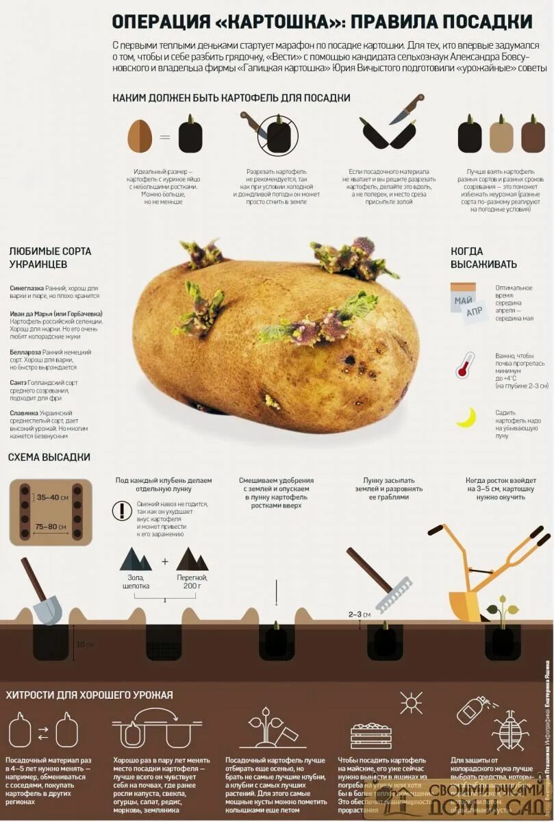 Сколько нужно картошки на сотку. Схема посадки картофеля. Таблица посадки картофеля. Порядок посадки картошки. Размер клубней картофеля для посадки.
