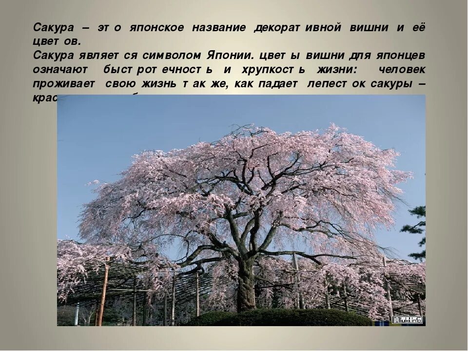 Как в японии называют человека. Деревья в Японии названия. Дерево символ Японии. Символом Японии является Сакура. Сообщение о Сакуре.