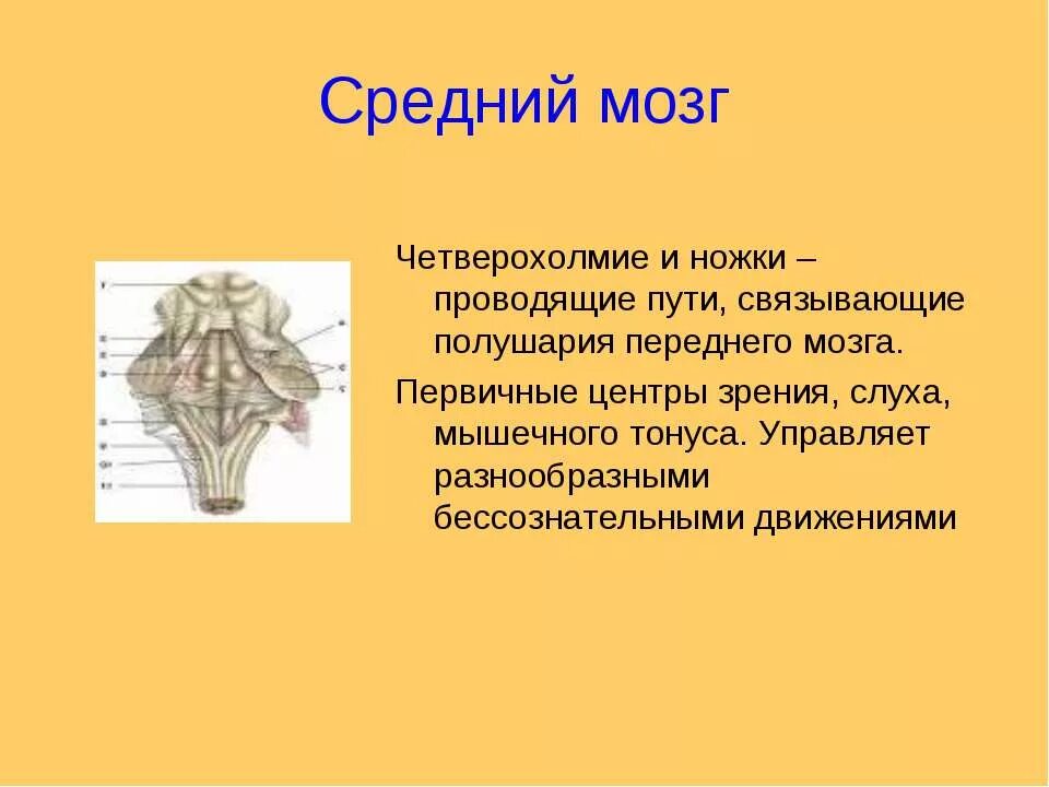 Ножки мозга отдел. Средний мозг четверохолмие и ножки мозга. Четверохолмие среднего мозга. Средний мозг ножки. Средний мозг четверохолмие.