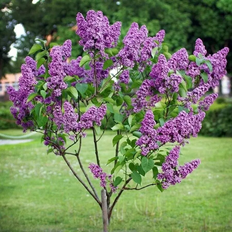 Сирень фото и описание кустарника. Сирень обыкновенная (Syringa vulgaris). Сирень обыкновенная Сиринга вульгарис.